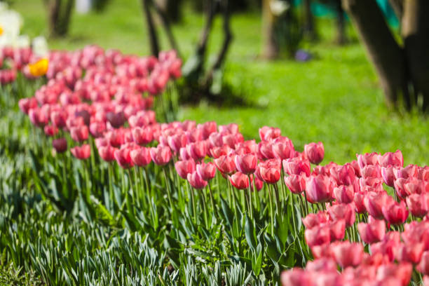 Rows of fully blown tulips in Tulip Garden in Srinagar Kashmir in Autumn Season.