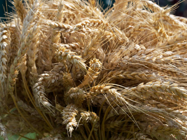 istock Wheat spikelets, a close-up picture. Ripe wheat ears. 2152785791