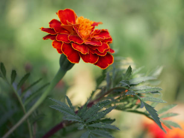 istock Marigold flower on a blurry background, macro photo. 2152785804
