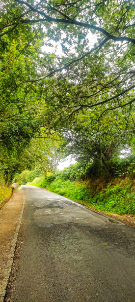 istock trees in the Camino de Santiago 2152786037
