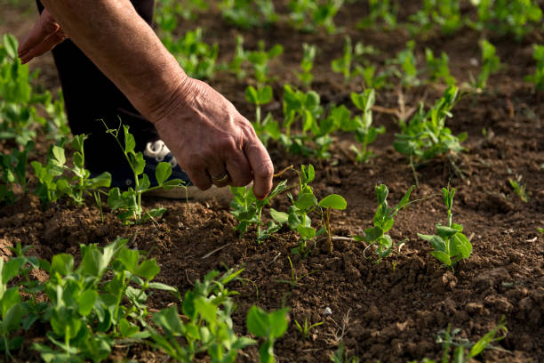 istock Farmer Hand-Pulling Weeds Next to Young Pea Plants in Rural Field 2152787610