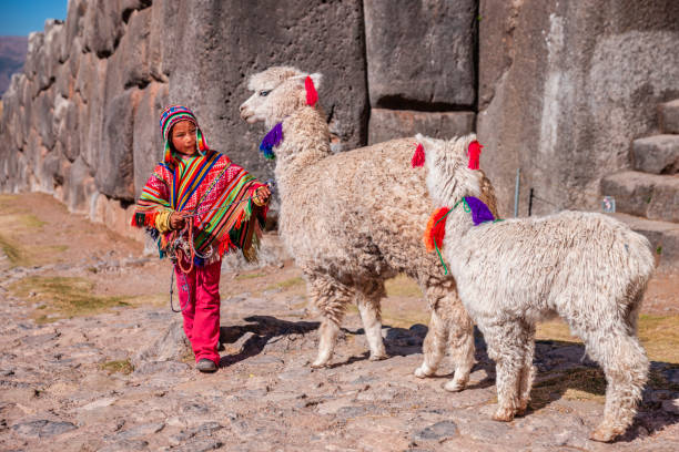 Hình ảnh miễn phí: Llama Peru đi bộ trên đồi trên sa mạc ở độ cao lớn ...
