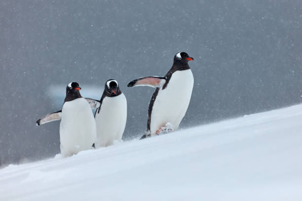 istock There is Snow There are Penguins 2152787786