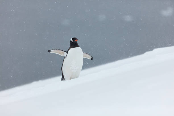 Penguins enjoy themselves in Antarctica