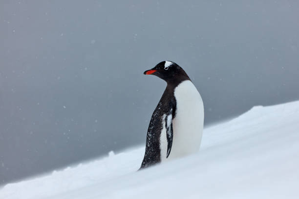 istock There is Snow There are Penguins 2152787799
