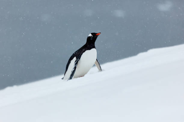 istock There is Snow There are Penguins 2152787855