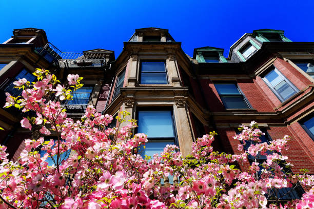 Spring window box in the Boston neighborhood of Beacon Hill.