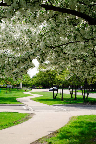 A Sidewalk winding through campus of Central Michigan University
