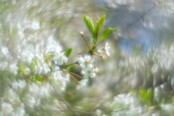 blooming cherry flower on a branch on a blurred swirl background