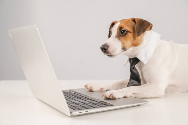 istock Jack Russell Terrier dog in a tie working on a laptop on a white background. 2152789279