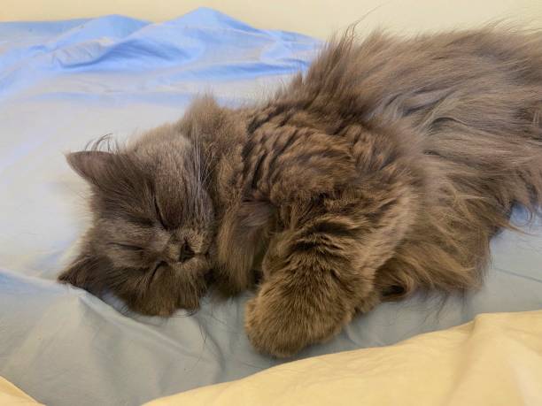 istock Persian cat sleeping on blue sheet in human bed. 2152789971