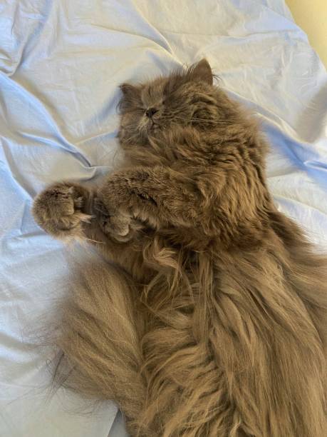 istock Persian cat sleeping on blue sheet in human bed. 2152789973