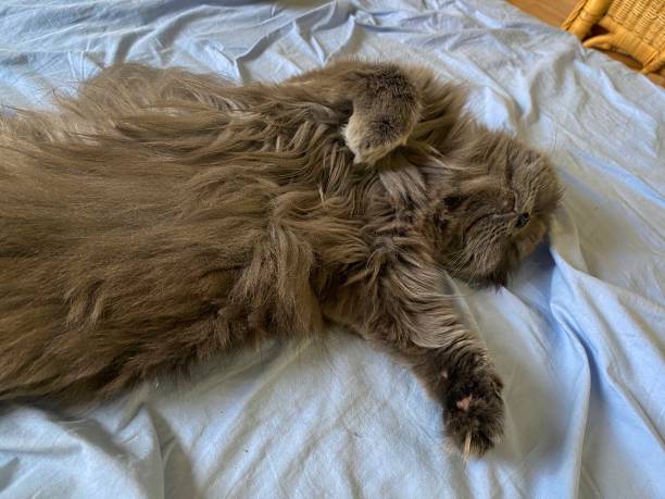 Persian cat sleeping on blue sheet in human bed.