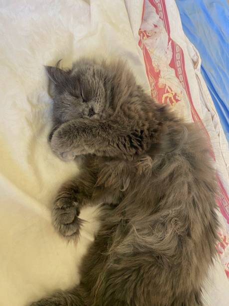 istock Persian cat sleeping in human bed. 2152789987
