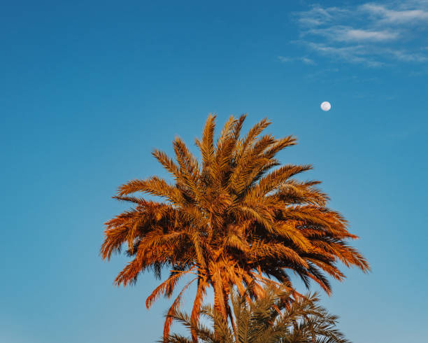 Palm tree illuminated by the setting sun with a clear blue sky and moon in the background, Sahara near Siwa Oasis, Egypt