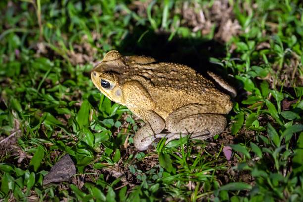 istock Cane toad, Rhinella marina or Bufo marinus, on a lawn 2152791718