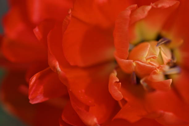 Bouquet of tulips. Spring flowers.