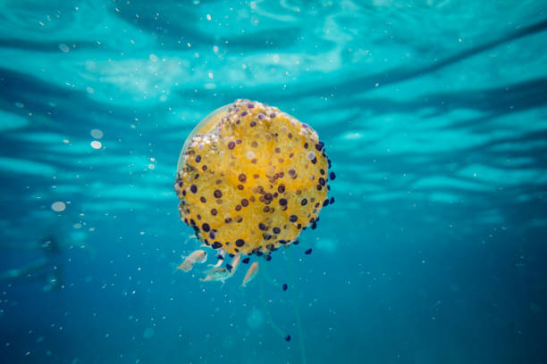 istock Underwater photography of jellyfish 2152793371
