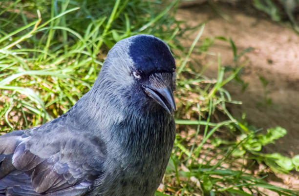 A Eurasian jackdaw standing on a chewed apple