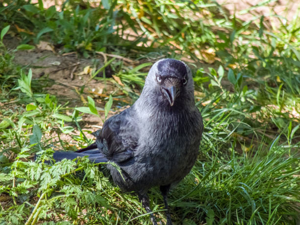 istock The western jackdaw (Coloeus monedula), bird walking in grass during summer sunny day 2152793720