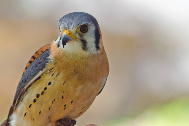 Up close and personal with a male kestral