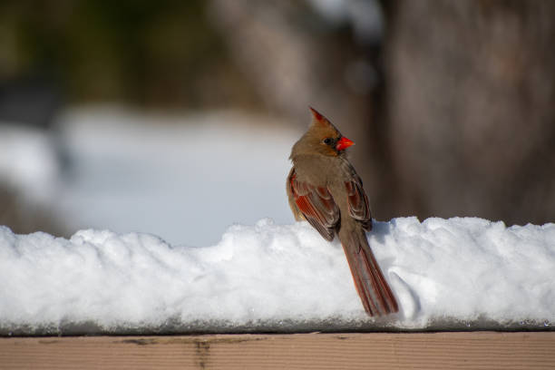 A female cardinal warily peers over her shoulder on a snowy porch railing
