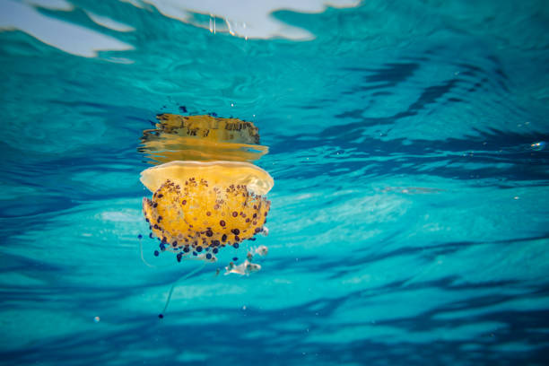 istock Underwater photography of jellyfish 2152794780