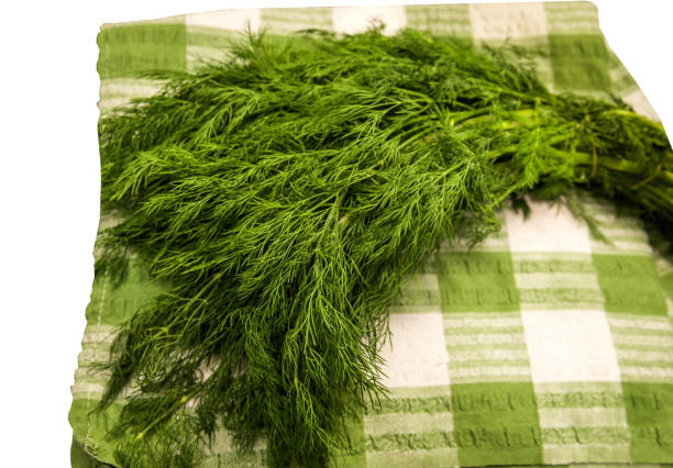 Dog fennel, dogfennel or Eupatorium capillifolium or false dill tree or Asteraceae and flower