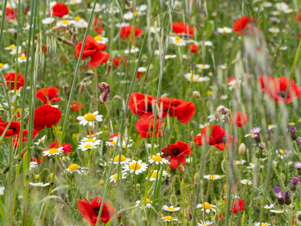 istock Wild daisies and poppies in spring 2152796654