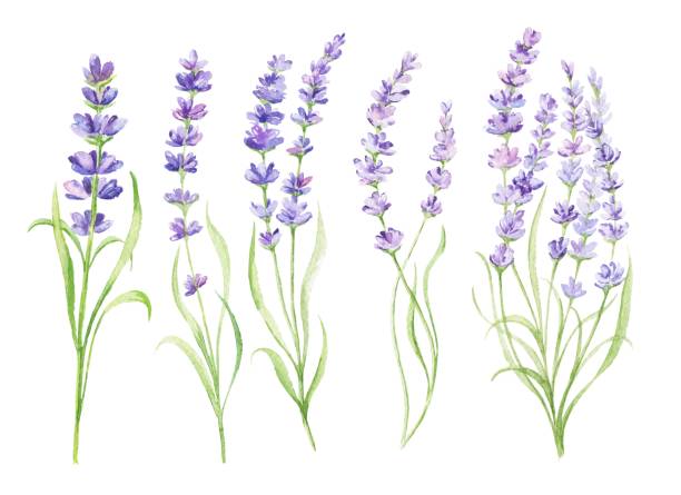istock Watercolour lavender flowers isolated on white background. Hand painted watercolor illustration. 2152796713