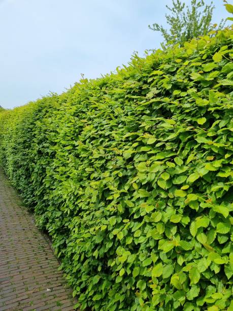 istock Evergreen Spindle used as fence 2152796791