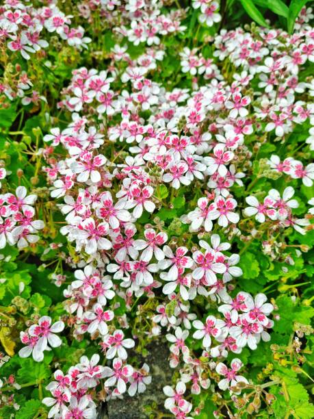 istock Phlox Subulata Coral Eye 2152796831