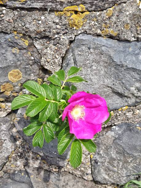 istock Rosa rugosa flower 2152796932