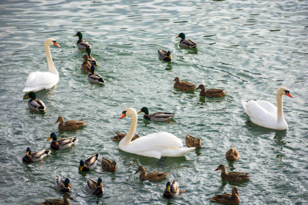 three white swans among flock of ducks on the river uzh in ukraine