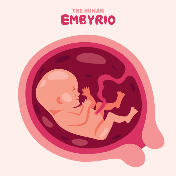 istock Anatomy Of A Human Embyrio 2152798610