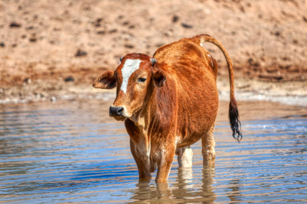 istock africa single cow cattle drinking water at the waterhole 2152798615