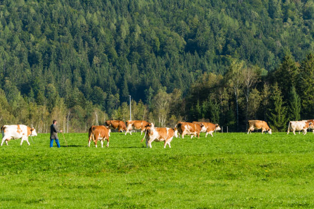 istock Alpine pasture raising of cows 2152798660