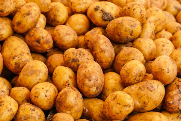 istock Heap with lots of potatoes 2152799313