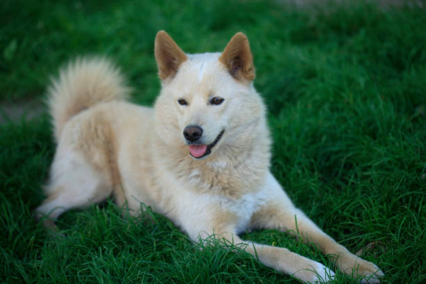 Portrait of cute domestic dog