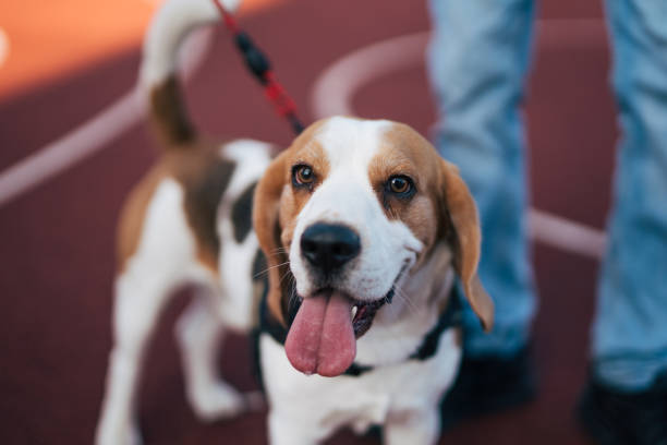 young man with Beagle dog  outside
