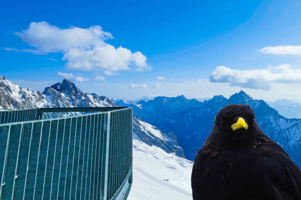 istock Jackdaw next to viewing platform of Zugspitze Germany 2152799760