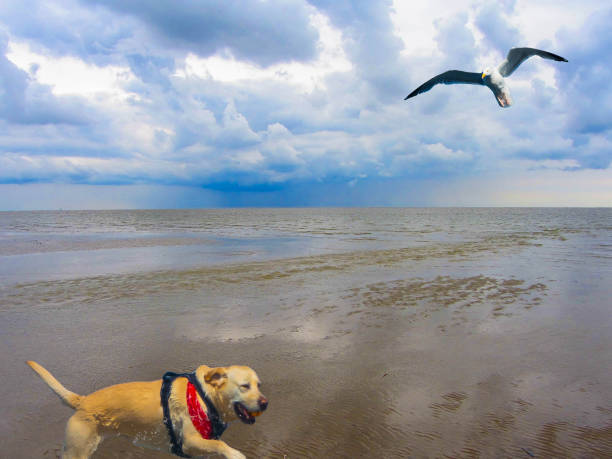 Symbolic Photos Holidays with Dogs