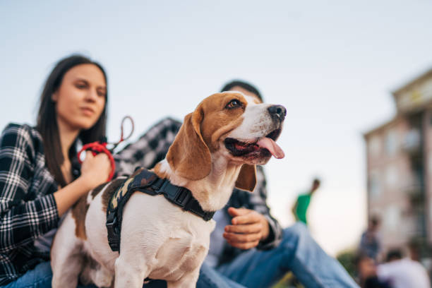 istock happy young couple  with  Beagle dog , outside 2152799874