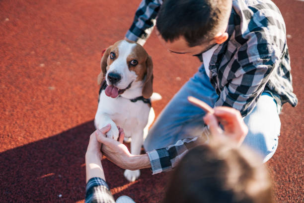 istock happy young couple  with  Beagle dog , outside 2152800571