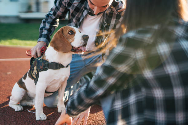istock happy young couple  with  Beagle dog , outside 2152800666