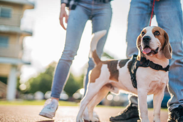 istock happy young couple  with  Beagle dog , outside 2152801299