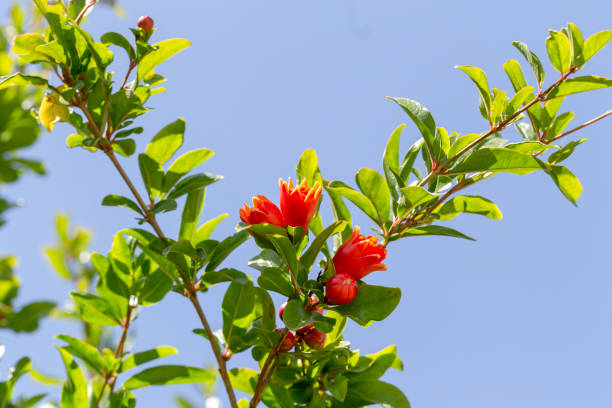 A branch with a red pomegranate flower grows in a garden close-up on a sunny, spring day
