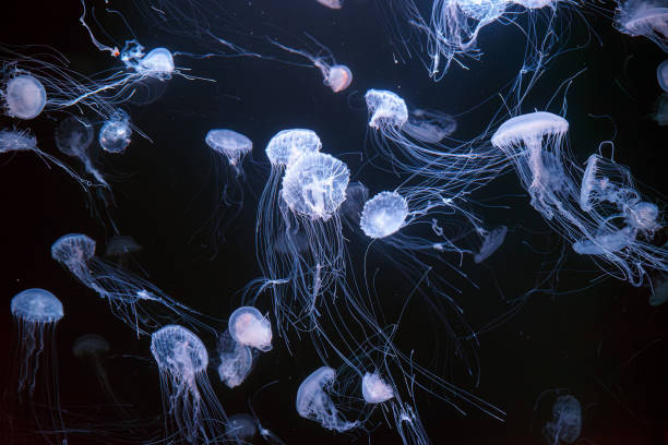 istock Group of Atlantic sea nettle jellyfish floating in illuminated aquarium 2152803988