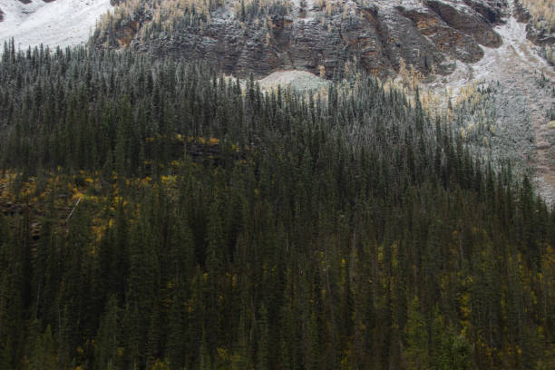 istock Mountain of pine trees in autumn time. 2152806883