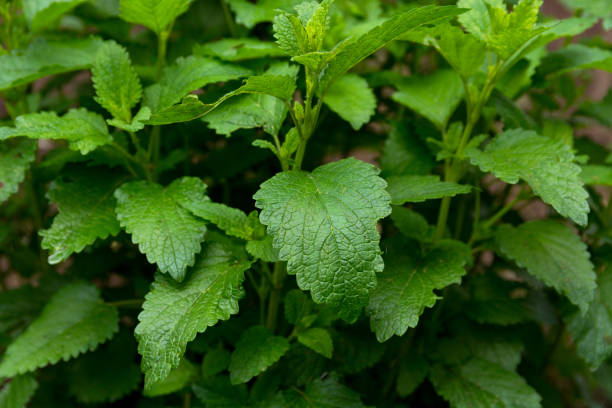 istock Lush Lemon Balm Plant in Spring Garden, Herbal Medicine Concept 2152808382